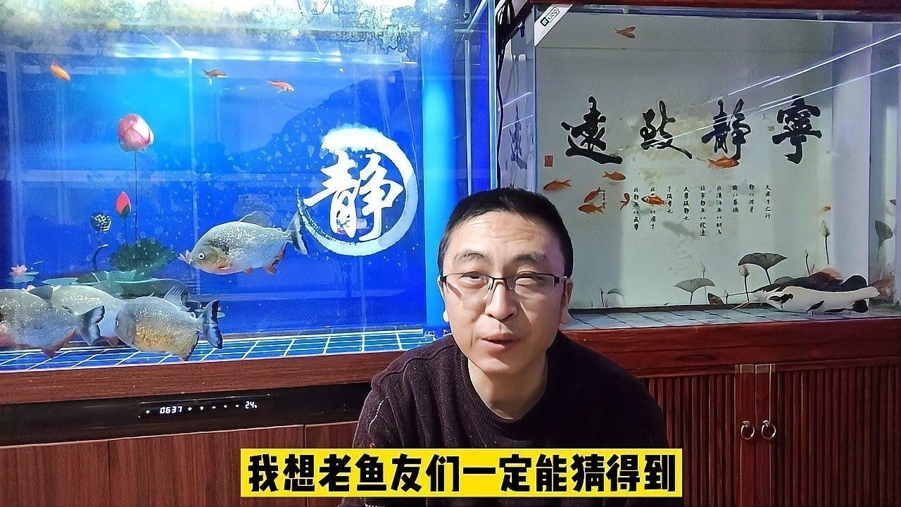 混養(yǎng)時需要注意哪些常見問題：觀賞魚混養(yǎng)的注意事項