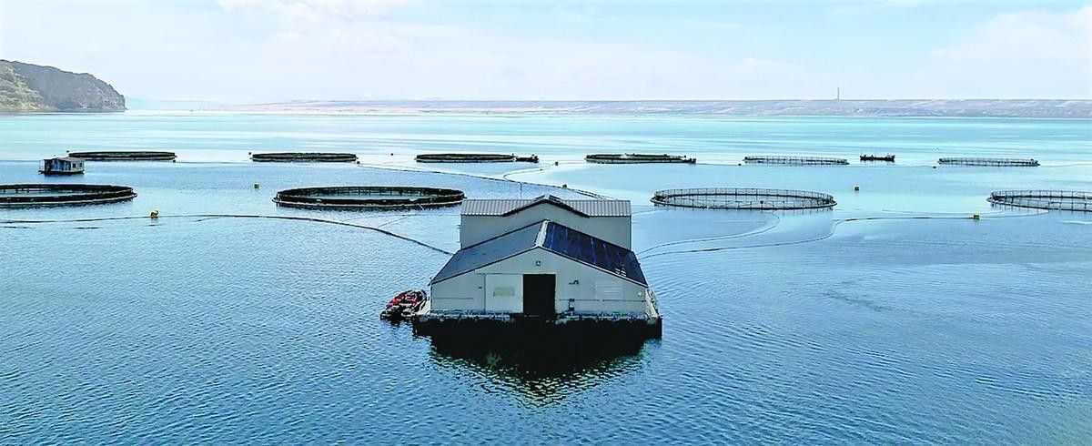 海南州哪個(gè)水族館龍魚好？祥龍魚場(chǎng)龍魚：海南州祥龍魚場(chǎng) 海南州哪個(gè)水族館龍魚好？祥龍魚場(chǎng)龍魚：海南州祥龍魚場(chǎng) 龍魚百科 第9張