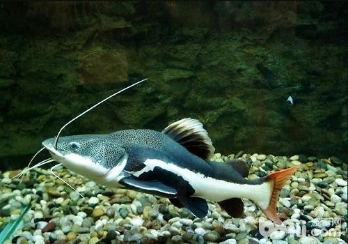 招財貓魚多久喂一次合適？：招財貓魚吃什么 招財貓魚多久喂一次合適？：招財貓魚吃什么 龍魚百科 第2張