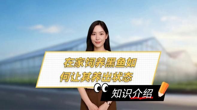 新手適合飼養(yǎng)黑龍魚嗎？：新手養(yǎng)黑龍魚需要準(zhǔn)備哪些品種的觀賞魚養(yǎng)魚老道