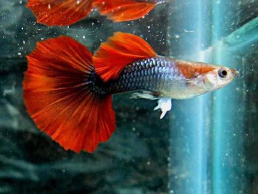 新手適合飼養(yǎng)黑龍魚嗎？：新手養(yǎng)黑龍魚需要準(zhǔn)備哪些品種的觀賞魚養(yǎng)魚老道