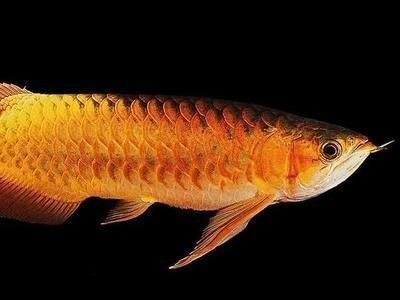 紅龍魚的最佳產(chǎn)區(qū)是哪里：淄博紅龍魚產(chǎn)地有哪些