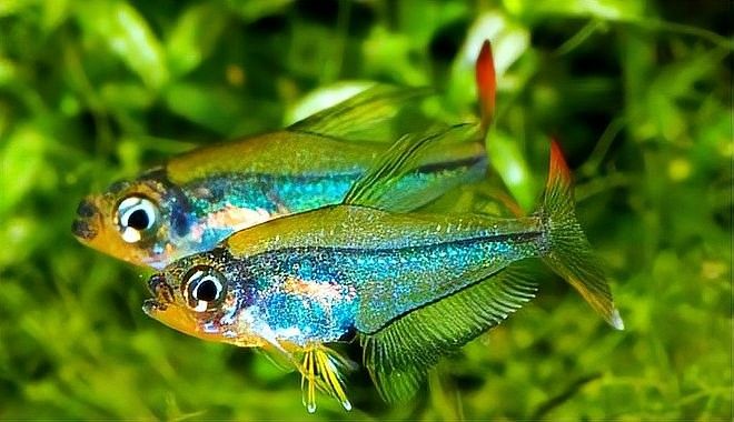 有哪些適合混養(yǎng)的魚：適合混養(yǎng)的水族箱養(yǎng)殖方式及注意事項(xiàng)及注意事項(xiàng)