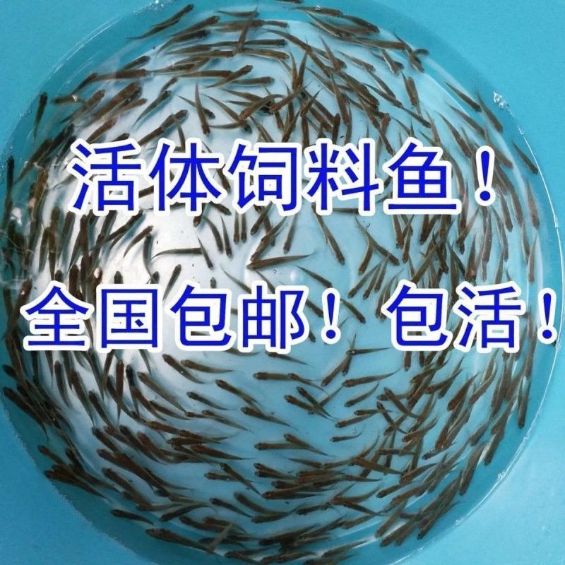 寶通街魚(yú)鳥(niǎo)綜合市場(chǎng)有哪些龍魚(yú)品種：寶通街魚(yú)鳥(niǎo)綜合市場(chǎng)龍魚(yú)品種繁多金龍魚(yú)品種大全