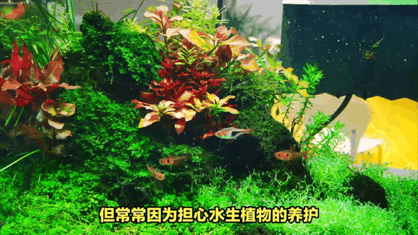 如何保持龍魚缸中的水質穩定:保持龍魚缸水質穩定的技巧 龍魚百科 第7張 如何保持龍魚缸中的水質穩定:保持龍魚缸水質穩定的技巧 如何保持龍魚缸中的水質穩定:保持龍魚缸水質穩定的技巧 龍魚百科 第7張