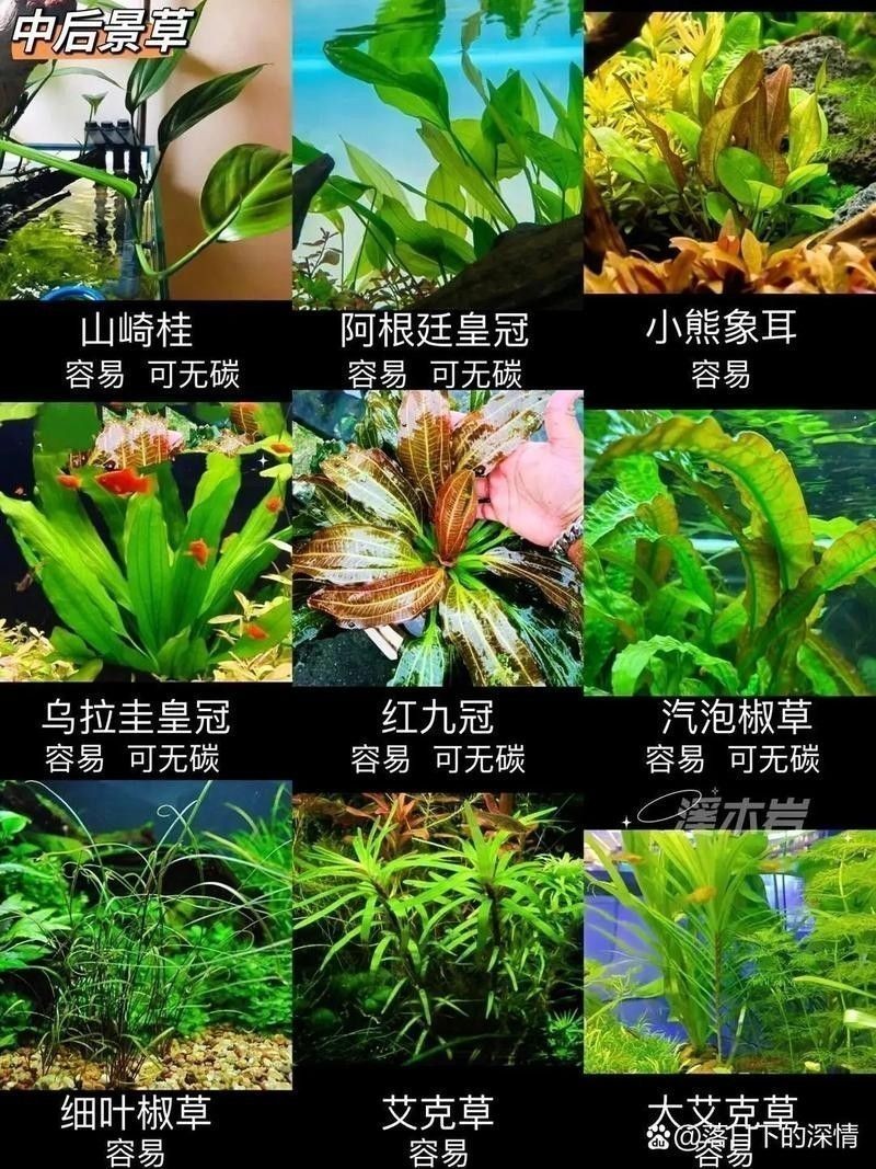 如何保持龍魚缸中的水質穩定:保持龍魚缸水質穩定的技巧 龍魚百科 第5張 如何保持龍魚缸中的水質穩定:保持龍魚缸水質穩定的技巧 如何保持龍魚缸中的水質穩定:保持龍魚缸水質穩定的技巧 龍魚百科 第5張