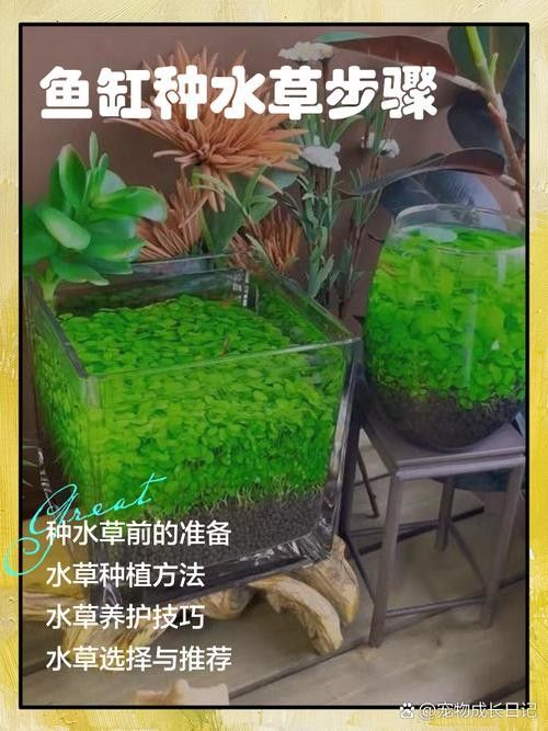 如何保持龍魚缸中的水質穩定:保持龍魚缸水質穩定的技巧 龍魚百科 第9張 如何保持龍魚缸中的水質穩定:保持龍魚缸水質穩定的技巧 如何保持龍魚缸中的水質穩定:保持龍魚缸水質穩定的技巧 龍魚百科 第9張