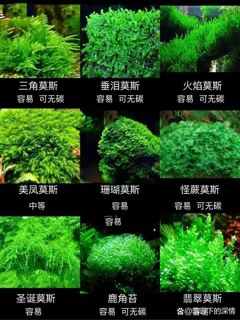 如何保持龍魚缸中的水質穩定:保持龍魚缸水質穩定的技巧 龍魚百科 第4張 如何保持龍魚缸中的水質穩定:保持龍魚缸水質穩定的技巧 如何保持龍魚缸中的水質穩定:保持龍魚缸水質穩定的技巧 龍魚百科 第4張