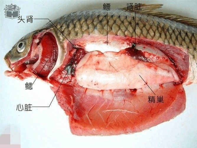 有沒有大海龍魚的解剖圖：關于大海龍魚的解剖圖