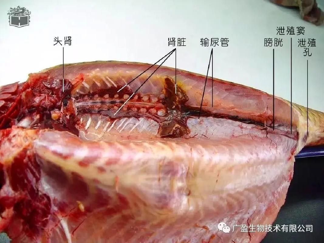 有沒有大海龍魚的解剖圖：關于大海龍魚的解剖圖