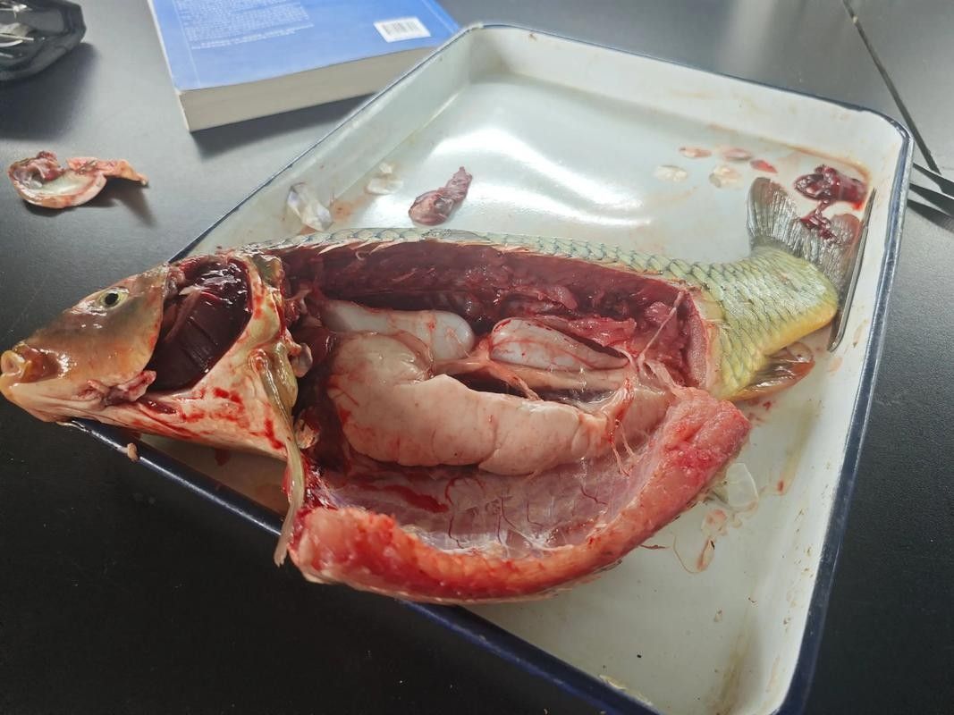 有沒有大海龍魚的解剖圖：關于大海龍魚的解剖圖