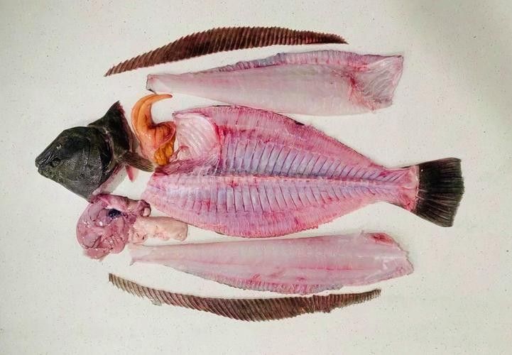 有沒有大海龍魚的解剖圖：關于大海龍魚的解剖圖