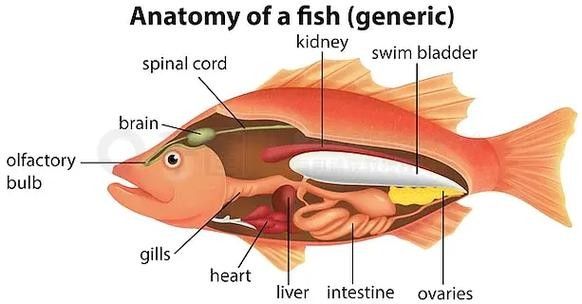 有沒有大海龍魚的解剖圖：關于大海龍魚的解剖圖