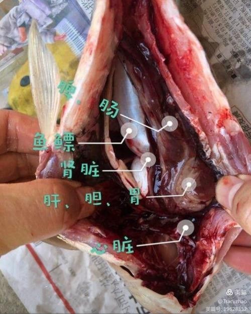 有沒有大海龍魚的解剖圖：關于大海龍魚的解剖圖