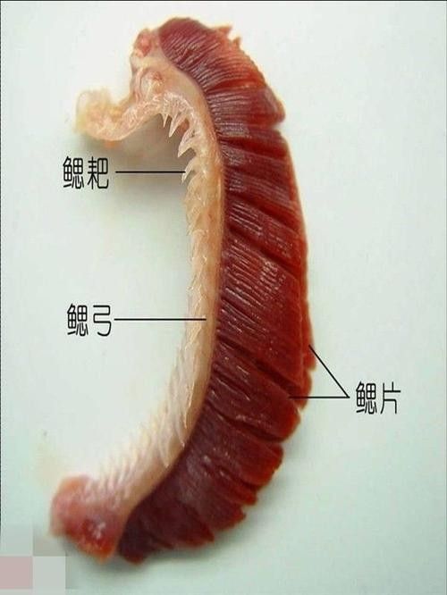 有沒有大海龍魚的解剖圖：關于大海龍魚的解剖圖