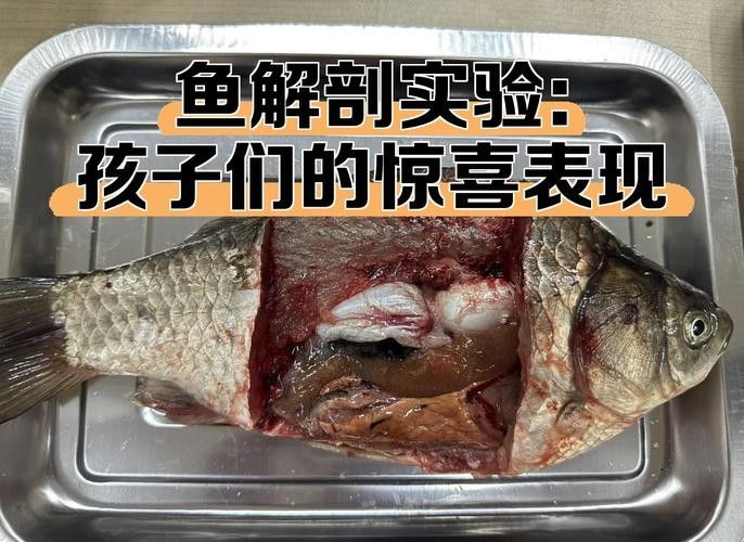 有沒有大海龍魚的解剖圖：關于大海龍魚的解剖圖