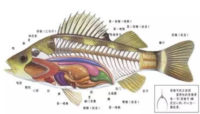 有沒有大海龍魚的解剖圖：關于大海龍魚的解剖圖