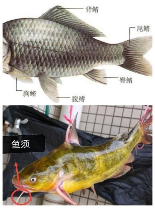 有沒有大海龍魚的解剖圖：關于大海龍魚的解剖圖
