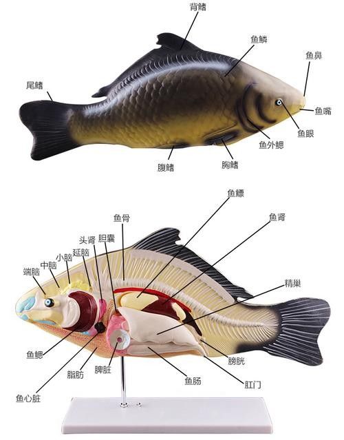 有沒有大海龍魚的解剖圖：關于大海龍魚的解剖圖
