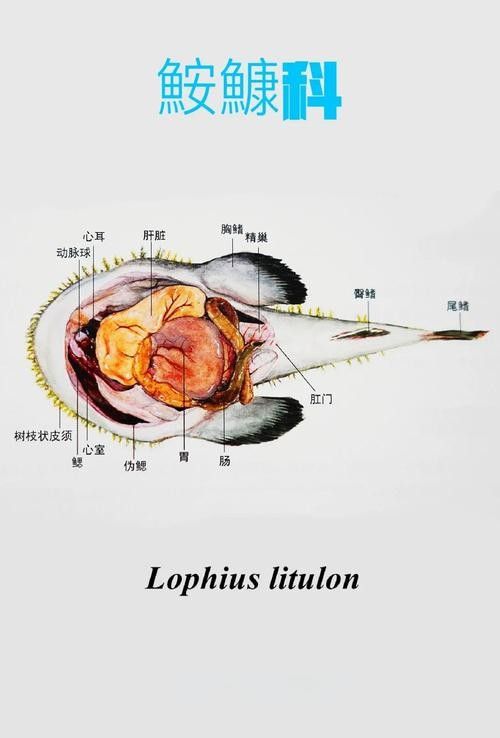 有沒有大海龍魚的解剖圖：關于大海龍魚的解剖圖