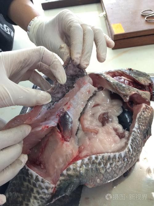 有沒有大海龍魚的解剖圖：關于大海龍魚的解剖圖