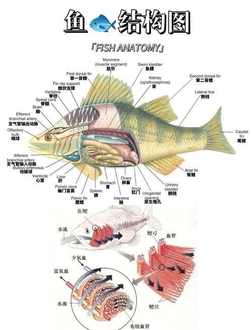 有沒有大海龍魚的解剖圖：關于大海龍魚的解剖圖