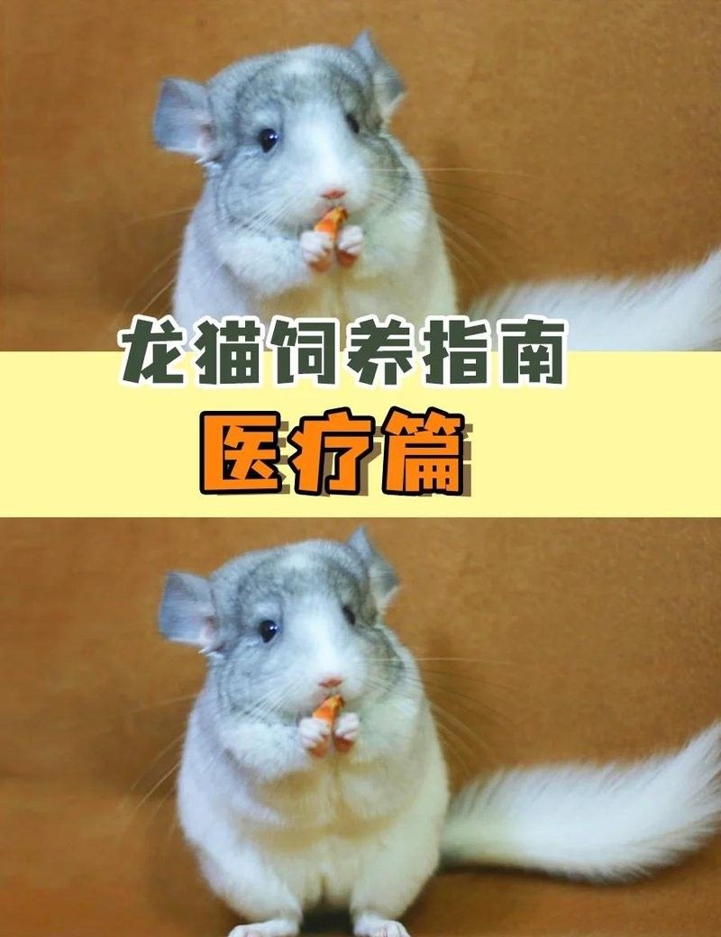 如何判斷龍貓是否需要就醫：如何判斷龍貓需要就醫
