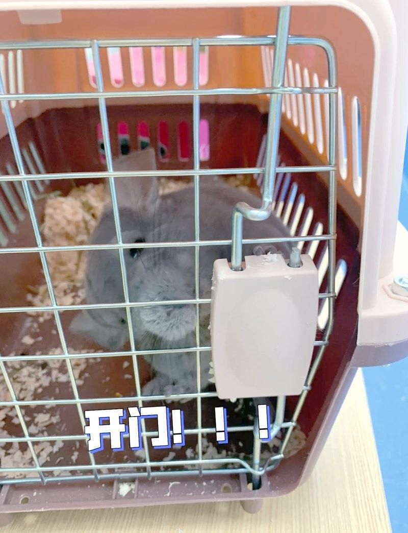 龍貓流口水會自愈需要多長時間：貓咪流口水能自愈嗎
