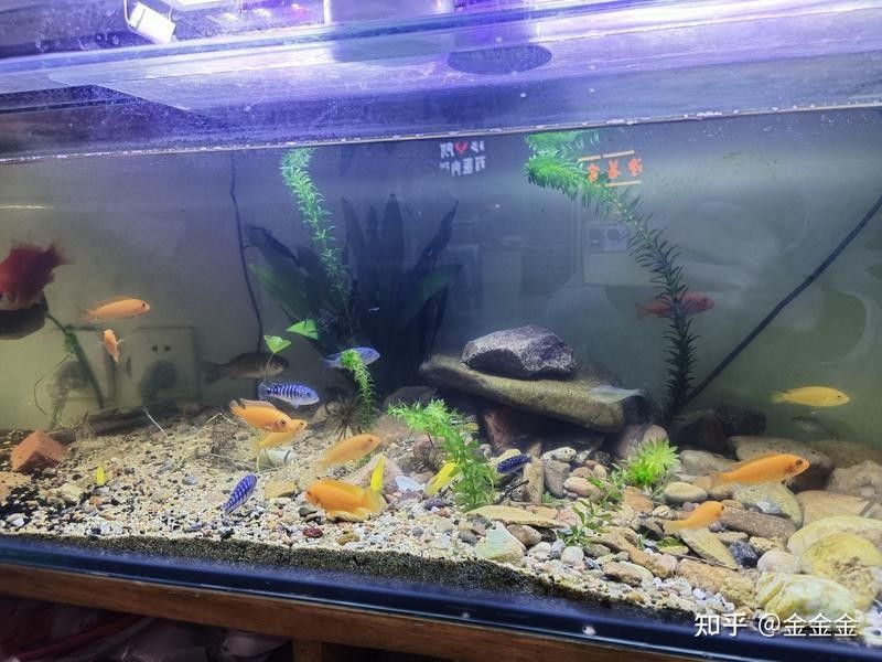 推薦幾款性價比高的龍魚缸：2025年高性價比龍魚缸品牌排行榜京東龍魚缸排行榜