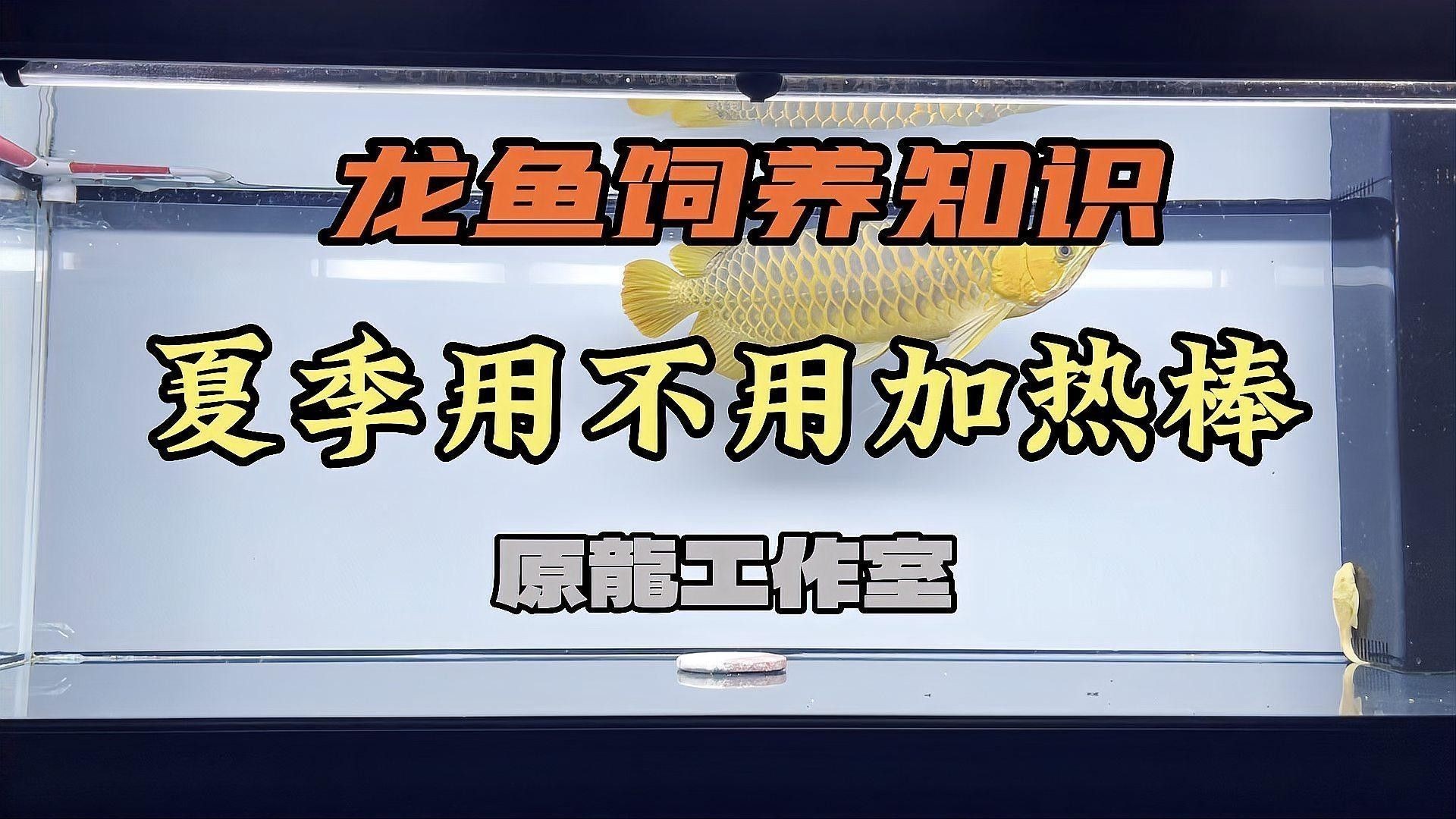 如何正確使用加熱棒養龍魚：原龍工作室-將軍、巴婁