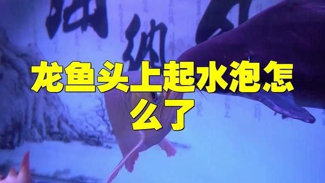 龍魚水泡病會自愈嗎？：龍魚水泡病會自愈嗎