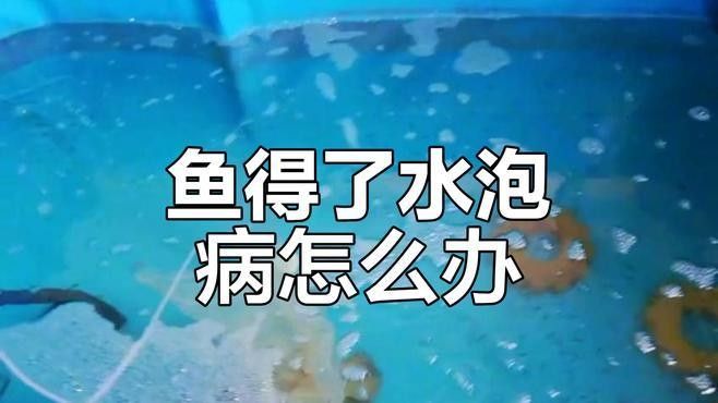 龍魚水泡病會自愈嗎？：龍魚水泡病會自愈嗎