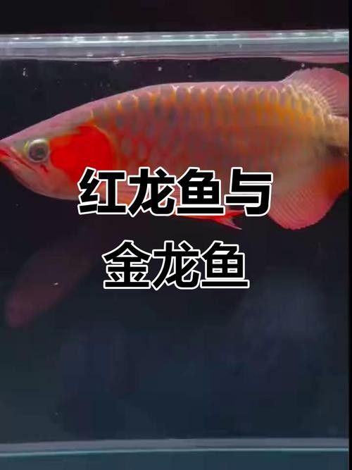 如何挑選健康的黃金紅龍魚：健康黃金紅龍魚的挑選指南