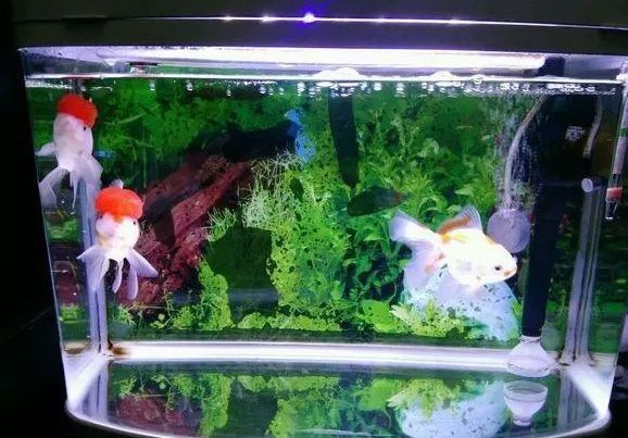龍魚身體傾斜會自愈嗎？：龍魚身體傾斜怎么辦
