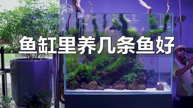 龍魚魚缸配魚的最佳數(shù)量是多少：魚缸配魚的最佳數(shù)量取決于多個因素，龍魚魚缸配魚的最佳數(shù)量取決于多個因素 龍魚魚缸配魚的最佳數(shù)量是多少：魚缸配魚的最佳數(shù)量取決于多個因素，龍魚魚缸配魚的最佳數(shù)量取決于多個因素 龍魚百科 第5張