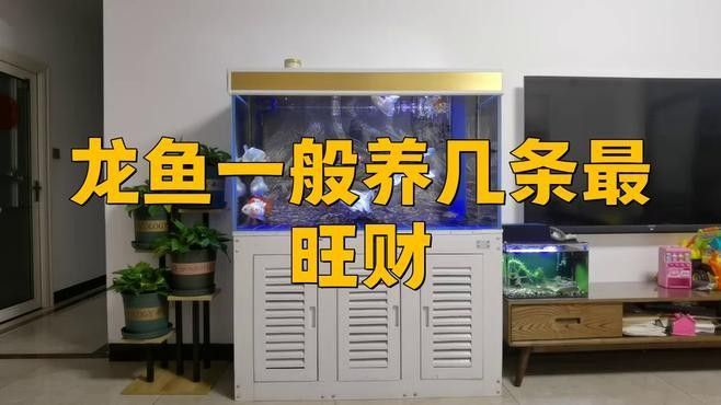 龍魚魚缸配魚的最佳數(shù)量是多少：魚缸配魚的最佳數(shù)量取決于多個因素，龍魚魚缸配魚的最佳數(shù)量取決于多個因素 龍魚魚缸配魚的最佳數(shù)量是多少：魚缸配魚的最佳數(shù)量取決于多個因素，龍魚魚缸配魚的最佳數(shù)量取決于多個因素 龍魚百科 第2張