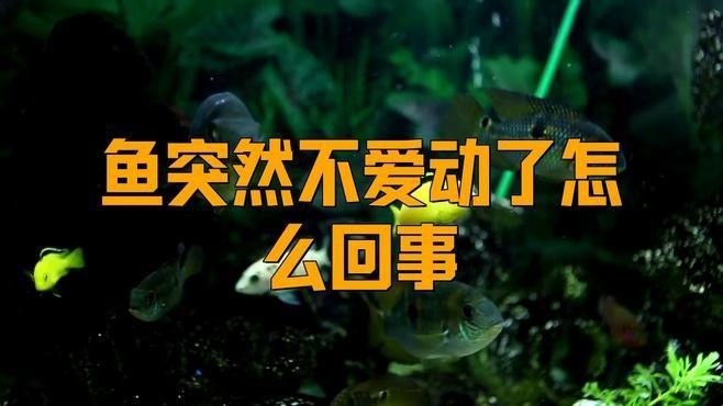 紅龍魚游動緩慢如何治療：紅龍魚游動緩慢可能由多種因素引起紅龍魚游動緩慢的原因
