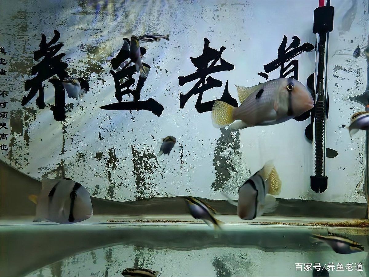 紅龍魚游動緩慢如何治療：紅龍魚游動緩慢可能由多種因素引起紅龍魚游動緩慢的原因