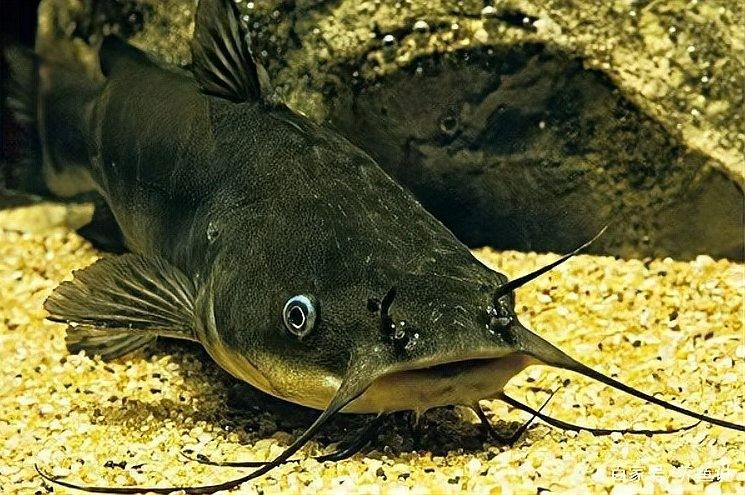如何判斷龍魚和貓魚是否適應：判斷龍魚和貓魚是否適應新環境