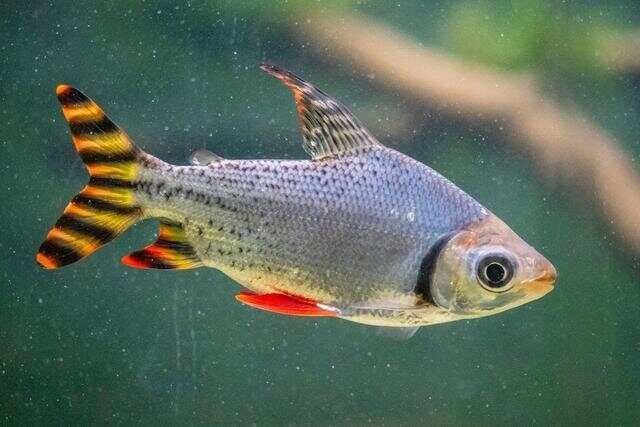 三間鼠和龍魚混養需要多長時間適應：三間鼠與龍魚混養的適應時間