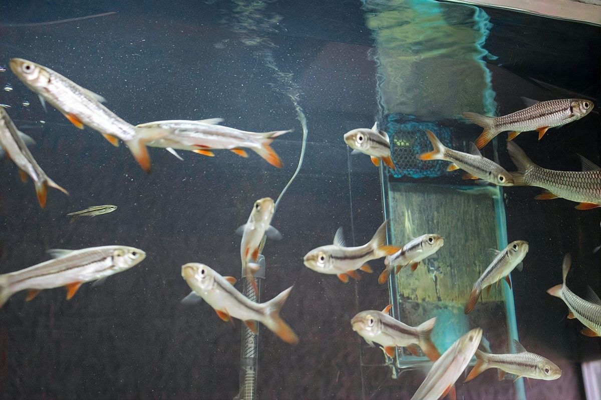 紅金龍魚的市場價格是多少？：紅金龍魚的市場價格 紅金龍魚的市場價格是多少？：紅金龍魚的市場價格 龍魚百科 第7張