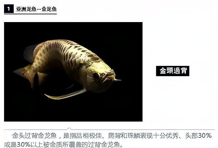 安新哪個(gè)水族館龍魚(yú)好？祥龍魚(yú)場(chǎng)龍魚(yú)：安新哪個(gè)水族館龍魚(yú)好