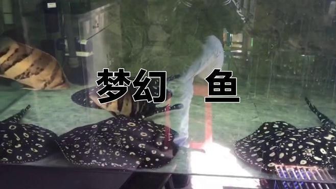 有哪些魟魚品種適合混養：養魟魚是一種流行的水族箱養殖方法