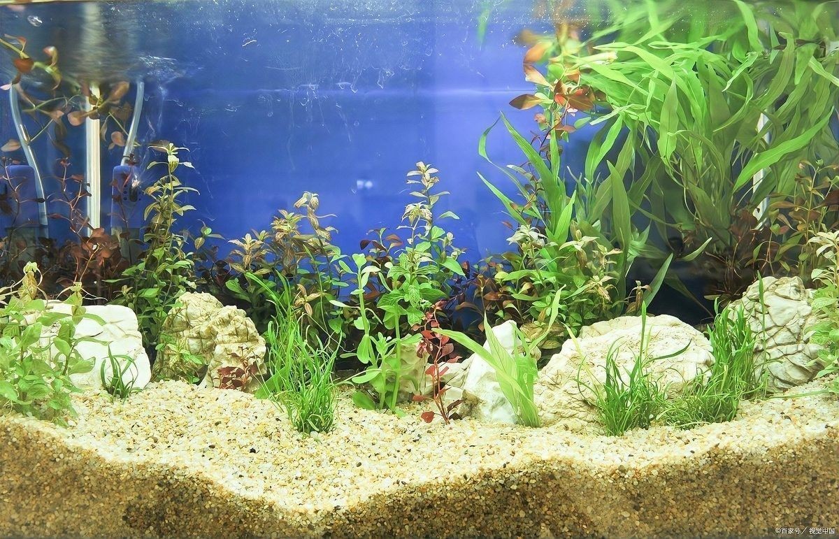 如何預(yù)防龍魚腸炎？：)齊家龍魚得了腸炎該怎么辦氧寵博士