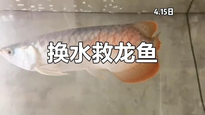 如何預防龍魚吐白色絮狀物？：龍魚吐白色絮狀物別慌，掌握4個“投喂密碼”