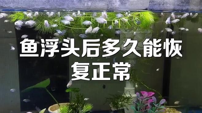 龍魚浮頭后多久能恢復？：觀賞魚世界談談魚浮頭后的恢復時間因素和原因和原因