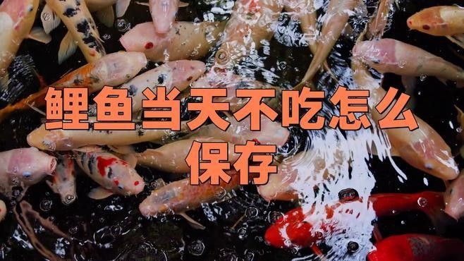 活飼料魚冷凍保存方法：家庭主廚黃小哥，活魚冷凍保鮮秘籍