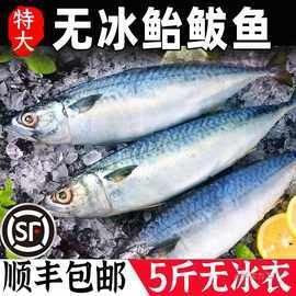 海水青龍魚的價格是多少：海水青龍魚價格是多少