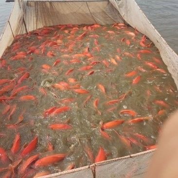 開封龍魚出售信息：開封地區與龍魚相關的出售信息