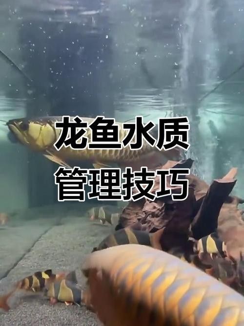 開封龍魚出售信息：開封地區與龍魚相關的出售信息